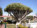 HotelDelCoronado-DragonTree