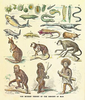 Archivo:Human pedigree