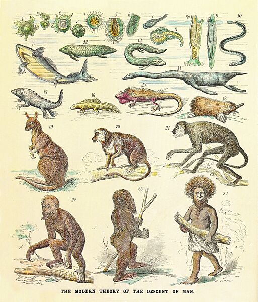 Human pedigree