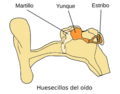 Illu auditory ossicles-es