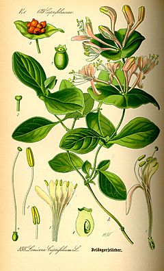 Illustration Lonicera caprifolium0.jpg