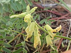Klamath milkvetch imported from iNaturalist photo 128148560 on 18 June 2024.jpg
