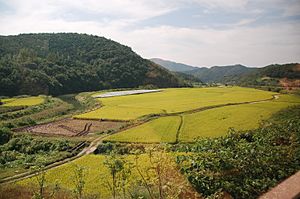 Archivo:Korea-Gyeongju-Rice paddy field-01