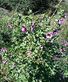 Lavatera arborea1