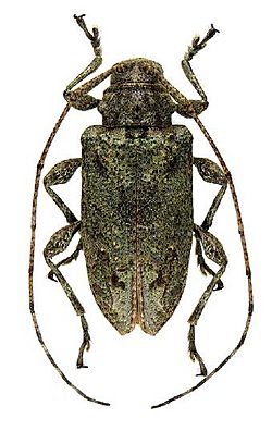 Leptostylopsis chlorescens.JPG