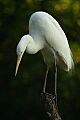 Lightmatter egret