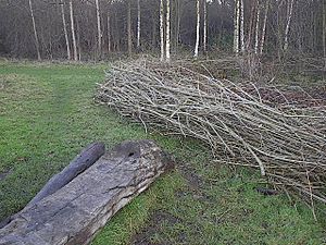 Archivo:Log-bench at Moseley bog