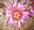 Mammillaria bombycina6 ies