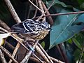 Myrmotherula klagesi - Klages's antwren (female), Anavilhanas, Novo Airão, Amazonas, Brazil 01
