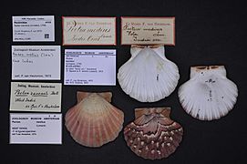 Naturalis Biodiversity Center - ZMA.MOLL.12265 - Pecten maximus (Linnaeus, 1758) - Pectinidae - Mollusc shell
