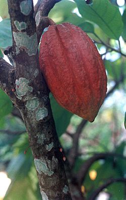 Archivo:Nuez del cacao 18 cm
