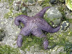 Ochre sea star