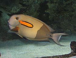 Archivo:OrangeSpot Surgeonfish 2