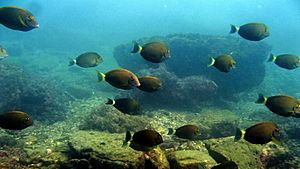 Archivo:Ornate surgeonfish