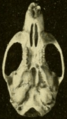 Oryzomys cozumelae ventral