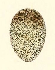Archivo:Paroaria coronata egg (1) 1847