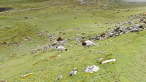 Archivo:Parque Cotapata llamas