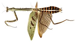 Phyllovates spinicollis.jpeg