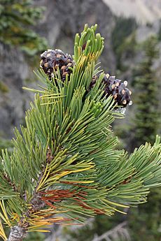 Archivo:Pinus albicaulis 8581