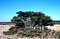 Pinus rigida NOAA