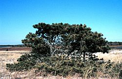 Pinus rigida NOAA.jpg