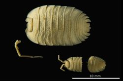 Porcellio auritus top.png