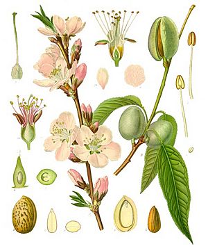 Archivo:Prunus dulcis - Köhler–s Medizinal-Pflanzen-250