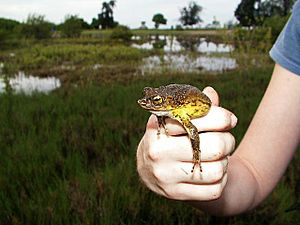 Archivo:Puerto Rican crested toad