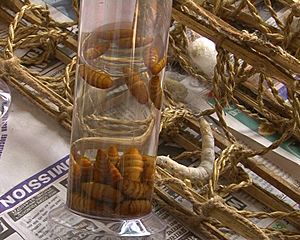 Archivo:Pupa of Silk worm nepal