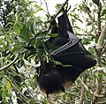 Renard volant du Vanuatu