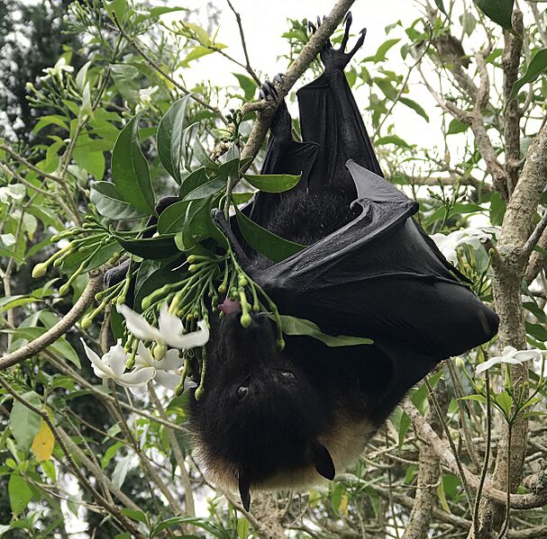 Renard volant du Vanuatu