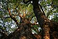 Roble (Nothofagus obliqua)