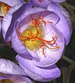 Saffron stigmas Crocus speciosus corrected cropped