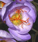 Saffron stigmas Crocus speciosus corrected cropped