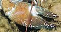 Signal crayfish branchiobdellid crop 2