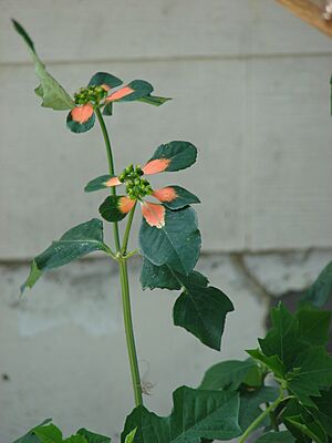 Archivo:Starr 080531-5036 Euphorbia cyathophora