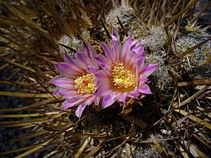Archivo:Stenocactus coptonogonus 002