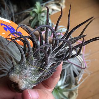 Tillandsia pruinosa (12145219825).jpg