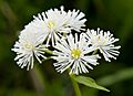 Trautvetteria caroliniensis 02