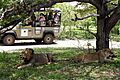Watching a pair of lions