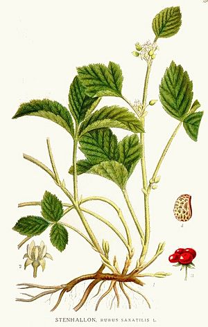 Archivo:309 Rubus saxatilis