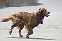 A golden retriever on the beach.jpg