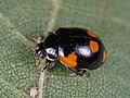 Adalia bipunctata - 50750592987
