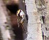 Aphrastura spinicauda (Thorn-tailed Rayodito).jpg