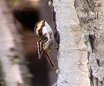 Archivo:Aphrastura spinicauda (Thorn-tailed Rayodito)