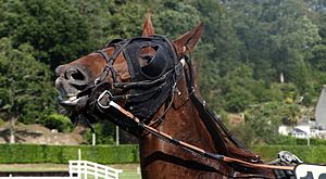 Archivo:Artifices on a chestnut French Trotter horse, Guillac