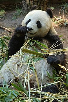 Archivo:Bai yun giant panda
