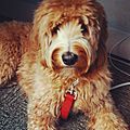 Bear the Goldendoodle