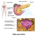Blausen 0701 PancreaticTissue-es