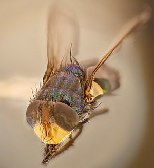 Archivo:Calliphoridae fly